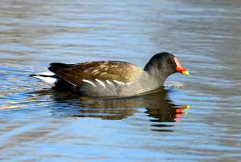 Moor hen